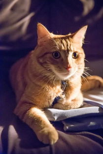 猫咪和汤无限钻石全解锁最新版2024下载-猫咪和汤无限钻石官方版下载v.6.27